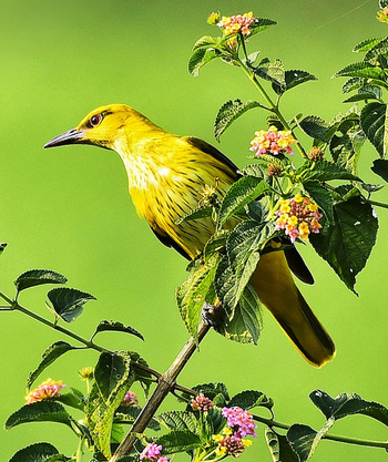 Jamtara Wilderness Camp: Common Iora