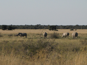 Khama Rhino Sanctuary Khama Rhino Sanctuary: A Crash of Rhinos