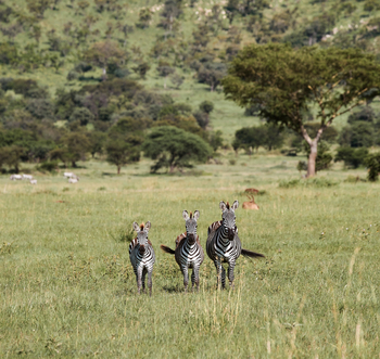 Laba Migration Camp: Drei Zebras frontal
