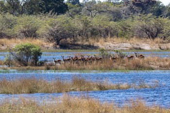 Lagoon Camp Lagoon Camp: Rote Moorantilopen