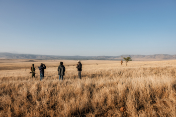 Lewa Safari Camp: Giraffe in der Ferne