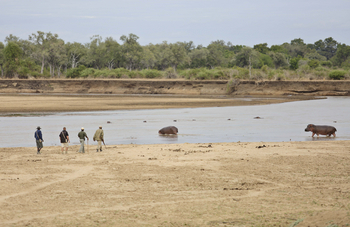 Lion Camp Lion Camp: Hippos im Luangwa