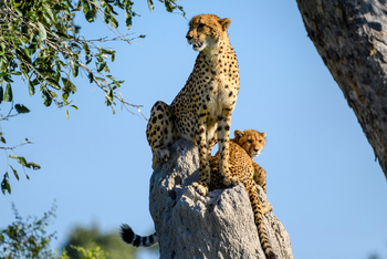 Little Vumbura Camp: Geparden auf Termitenbau