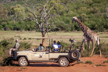 Madikwe Hills Private Game Lodge: Safari-Giraffe Nahaufnahme am frühen Nachmittag