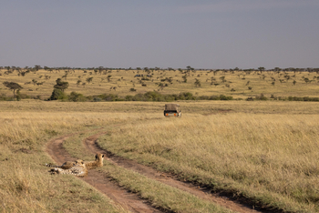 Mahali Mzuri: Game Drive