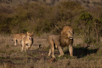 Mahali Mzuri: Löwenpärchen