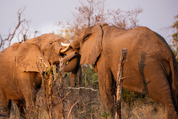 Mpala Jena Camp: Gerangel