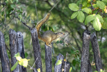 Mushara Game Drive: Baumhörnchen