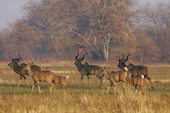 Nanzhila Plains Camp: Kudus