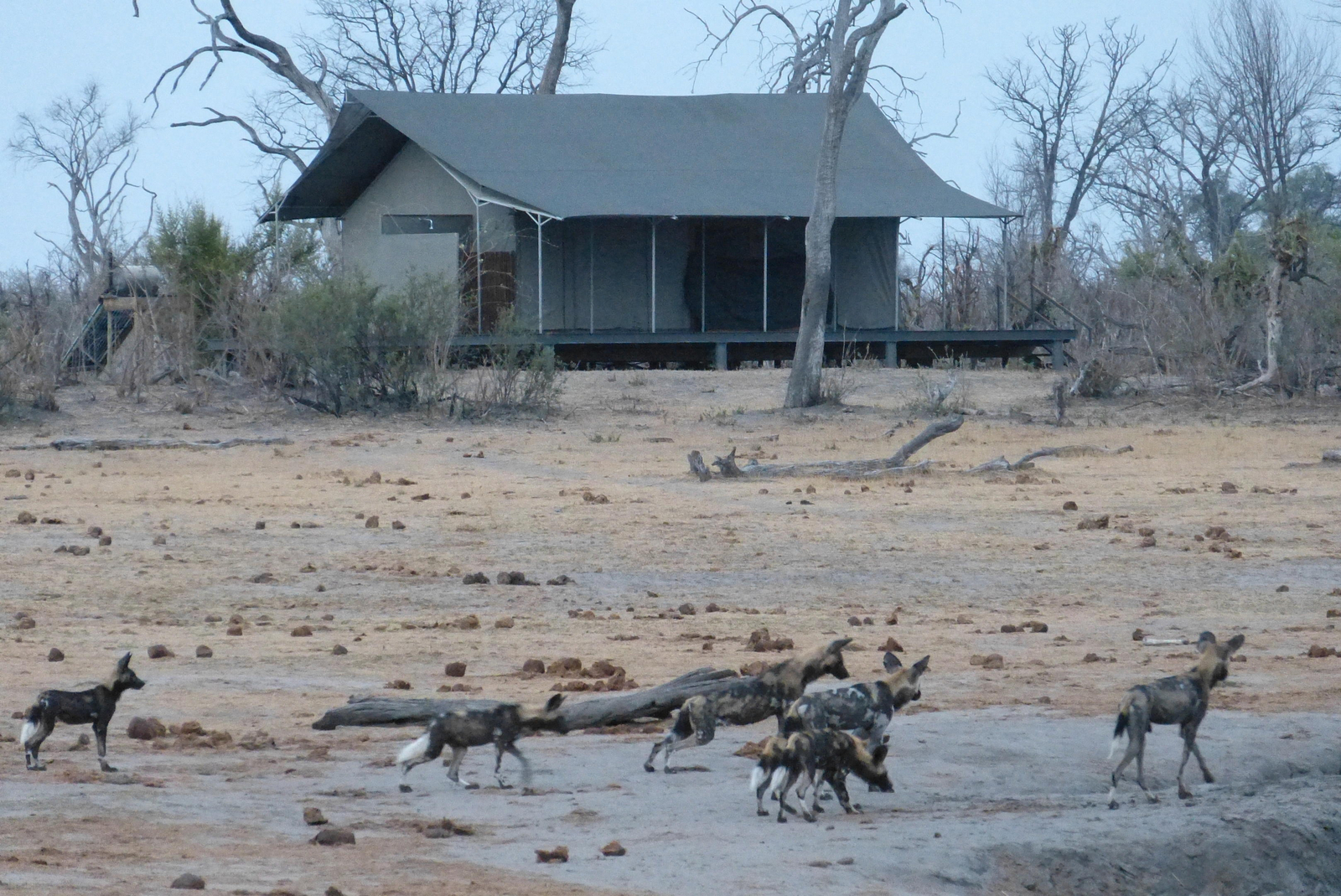 Nogatsaa Pans Chobe Lodge Nogatsaa Pans Chobe Lodge: Wildhunde im Camp