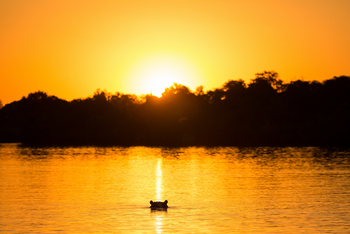 Ntemwa Busanga Bushcamp Ntemwa Busanga Bushcamp: Nilpferd und Sonnenuntergang