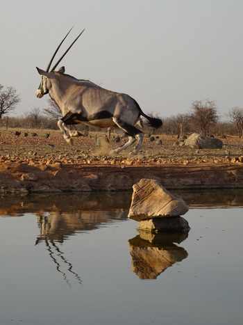 Okutala Lodge: Oryx