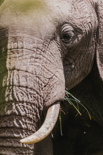 Porini Rhino Camp: Elefantenportrait