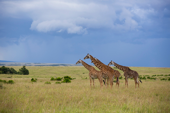 Rekero Camp: Giraffengruppe
