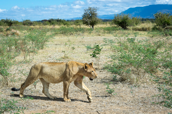 Ruckomechi Camp: Löwe weiblich seitlich