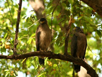 Samode Safari Lodge Samode Safari Lodge: Schwarzmilane