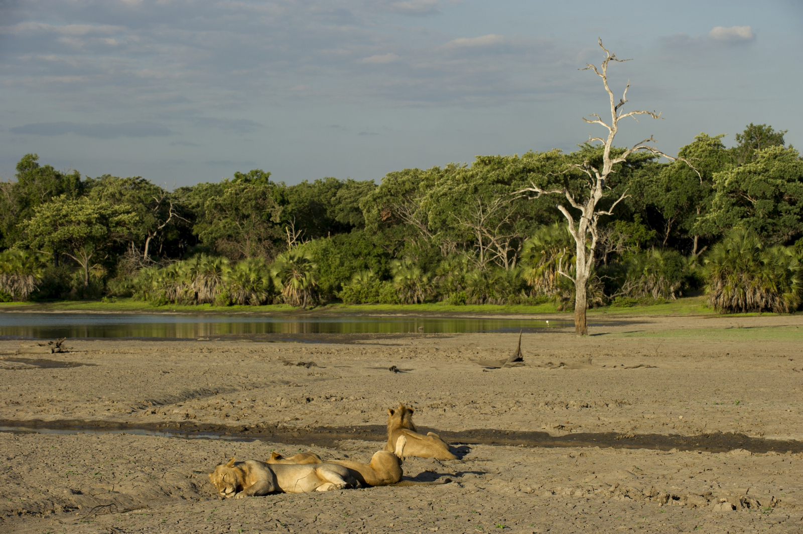 Sand Rivers Nyerere Sand Rivers Nyerere: Löwen