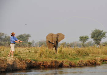 Sausage Tree Camp: Angler