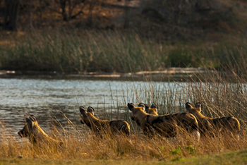 Selinda Explorers Camp Selinda Explorers Camp: Wildhunde am Gewässerrand