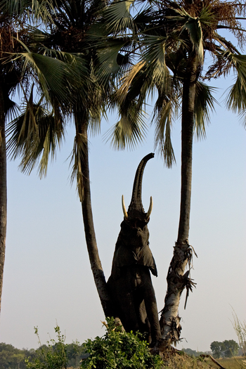 Shinde Lodge Shinde Lodge: Elefant streckt sich nach Palmnüssen