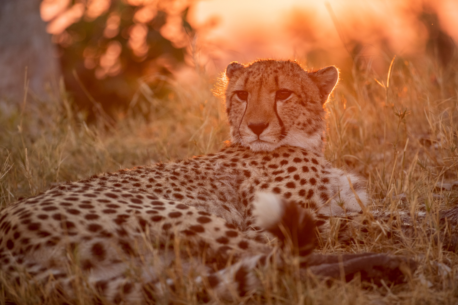 Shinde Lodge Shinde Lodge: Gepard im Gegenlicht