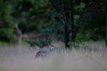 Sungani Lodge Sungani Lodge: Helmperlhuhn