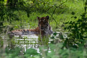 Tathastu Resort Tadoba: Tiger beim Bad