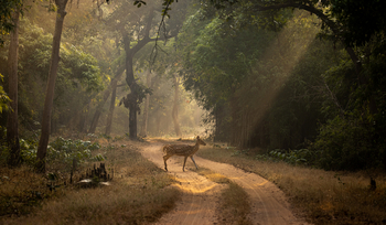 The Untamed Bandhavgarh: Im Park