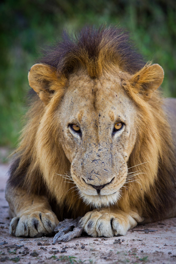 Time + Tide South Luangwa Time + Tide South Luangwa: Löwe