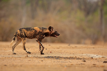Vundu Camp Vundu Camp: Wildhund