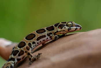 Bamboo Forest Safari Lodge: Jüngst entdeckte neue Geckospezies