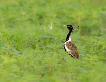 Blackbuck Safari Lodge: Lesser Florican