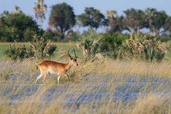 Chief's Island: Rote Moorantilope im Flutgebiet