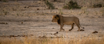 Deteema Springs Camp: Männlicher Löwe