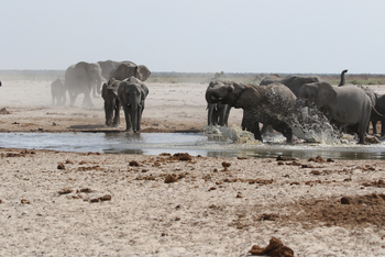 Dolomite Camp: Elefanten am Ziel