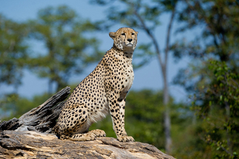 Duma Tau Camp: Gepard