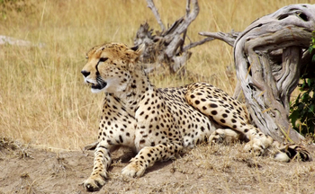 Encounter Mara Camp: Gepard auf einem Termitenbau