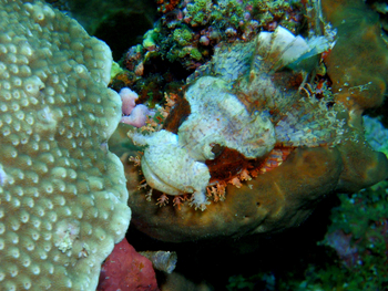 Fundu Lagoon: Tauchen