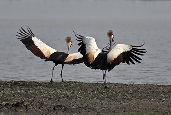Gorongosa Safaris: Kraniche am Lake Urema