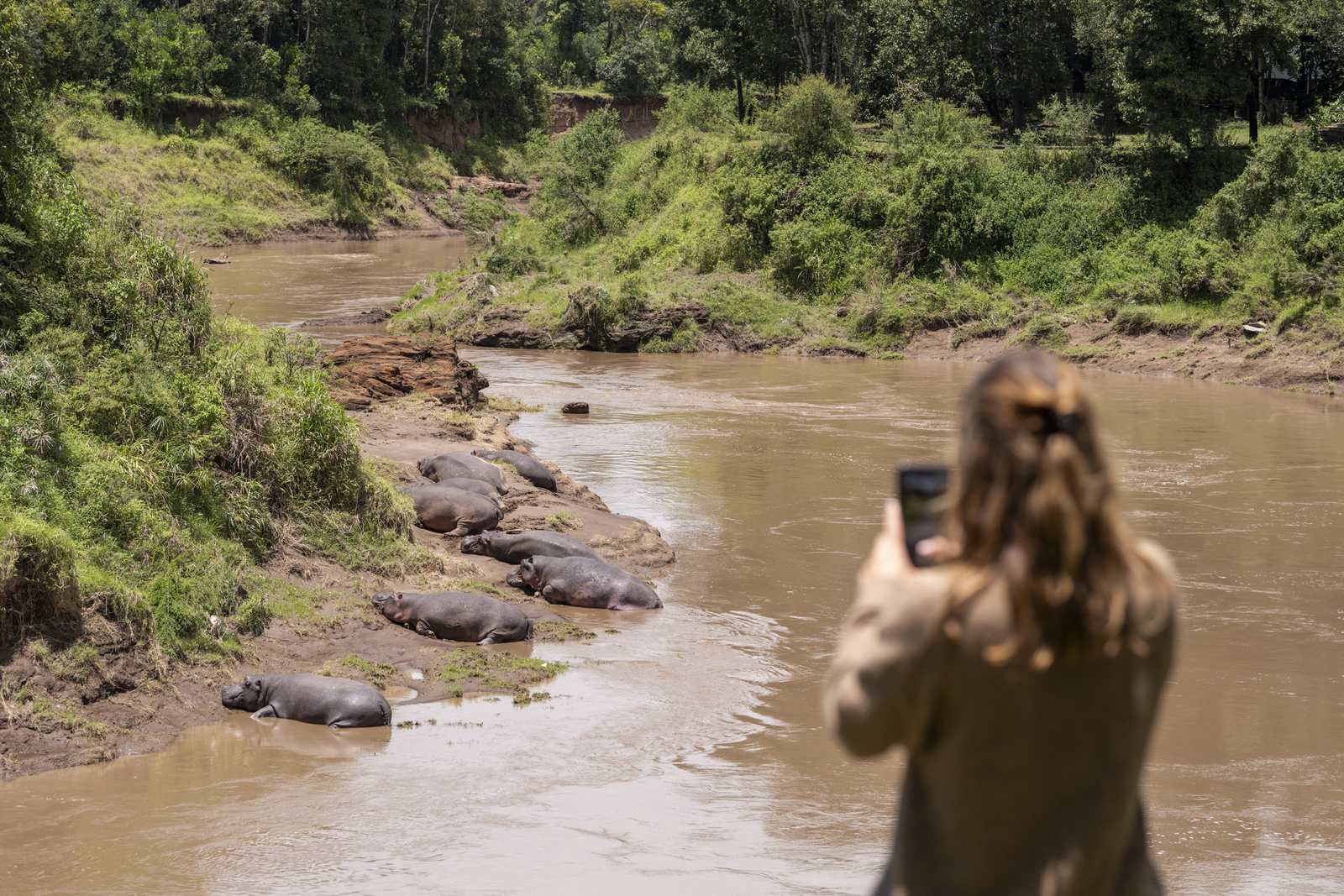 Governors' Camp Governors' Camp: Nilpferde im Flussbett