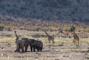 Hobatere Lodge: Elefanten und Giraffen