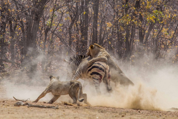 Hobatere Lodge: Lion Kill