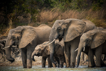 Ila Safari Lodge Ila Safari Lodge: Trinkende Elefanten
