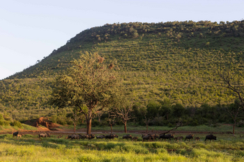 Jamala Madikwe: Gnus grasen unter goldenem Himmel
