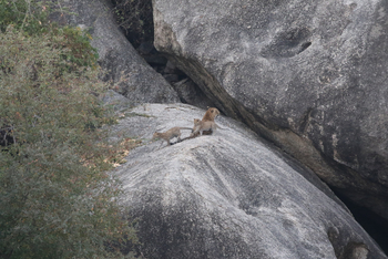 Jawai Jawai: Leopardin mit Jungtieren