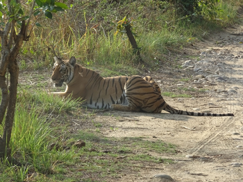 Jim's Jungle Retreat: Tiger