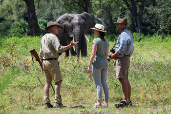 John's Camp John's Camp: Elefantenbegegnung