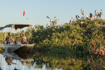 Kanana Camp: Vogelkolonie - Störche in den Buschkronen