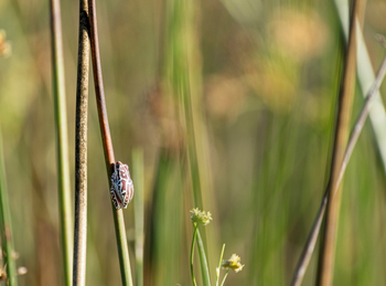 Karangoma Camp: Leopardenfrosch
