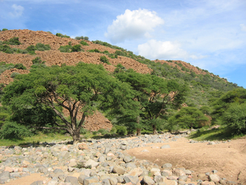 Khama Rhino Sanctuary Khama Rhino Sanctuary: Trockenes Bachbett